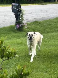 Found/Stray Male Dog last seen Hopper Hill, Pierce Township, OH 45255