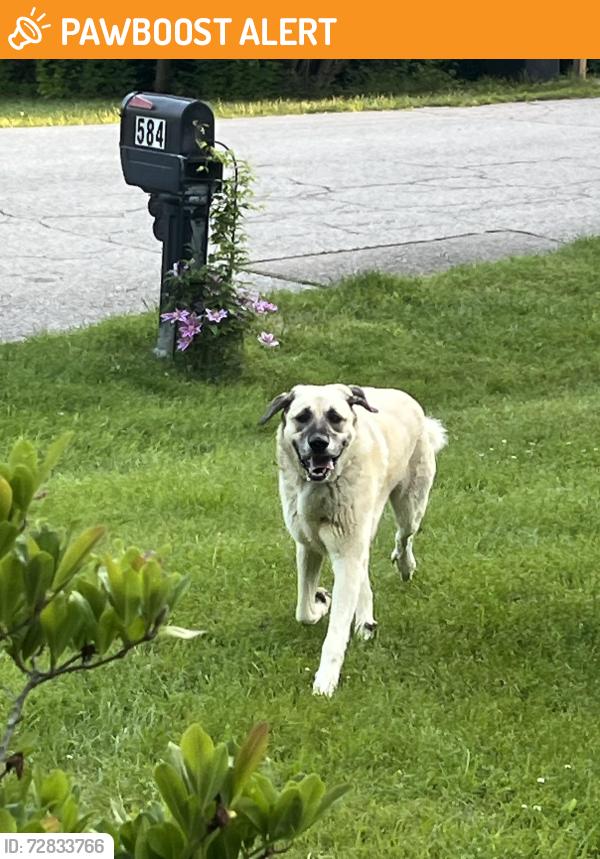 Found/Stray Male Dog last seen Hopper Hill, Pierce Township, OH 45255