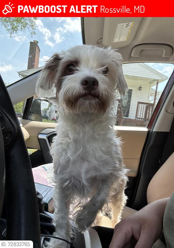 Lost Female Dog last seen Roseville blvd and Lillian holt, Rossville, MD 21236