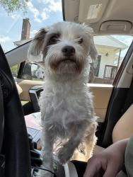 Lost Female Dog last seen Roseville blvd and Lillian holt, Rossville, MD 21236