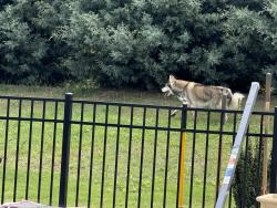 Found/Stray Unknown Dog last seen Off Owens road, near Ingles on locust hill, Greer, SC 29651