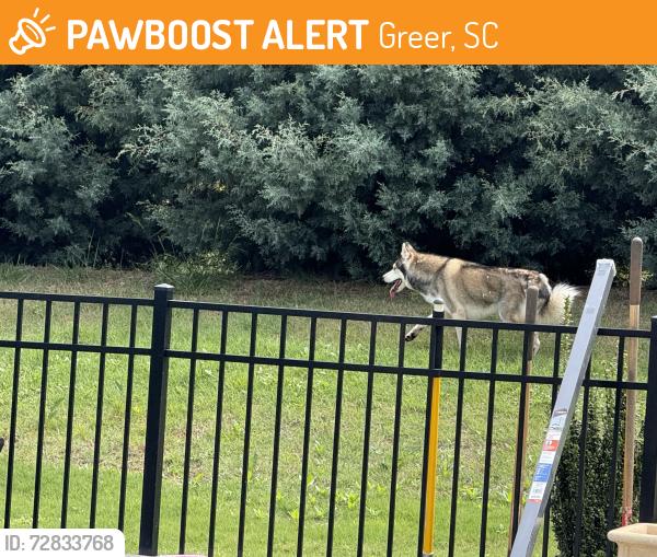 Found/Stray Unknown Dog last seen Off Owens road, near Ingles on locust hill, Greer, SC 29651