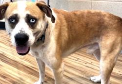 Found/Stray Male Dog last seen Nottingham, Richardson, TX 75080