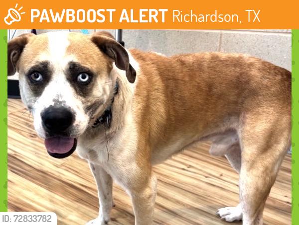 Found/Stray Male Dog last seen Nottingham, Richardson, TX 75080