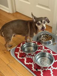 Lost Male Dog last seen Mink Livsey and Lee Road , Mink Livsey Rd, GA 30039