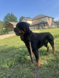 Lost Male Dog last seen Waukegan rd near Ameritex , Conroe, TX 77306