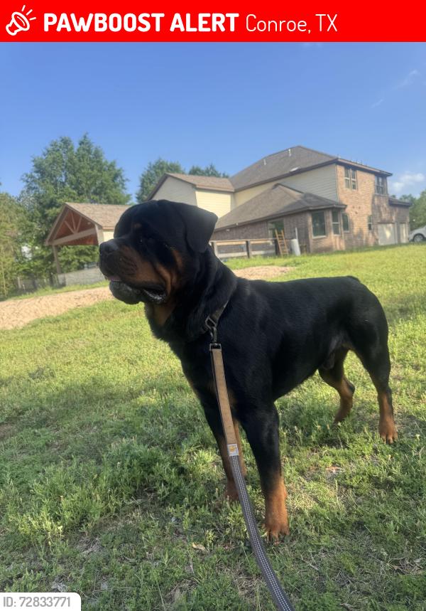 Lost Male Dog last seen Waukegan rd near Ameritex , Conroe, TX 77306