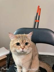 Lost Male Cat last seen Near park kiely blvd san jose 95129, San Jose, CA 95129
