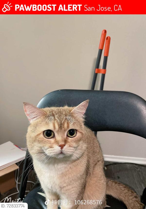 Lost Male Cat last seen Near park kiely blvd san jose 95129, San Jose, CA 95129