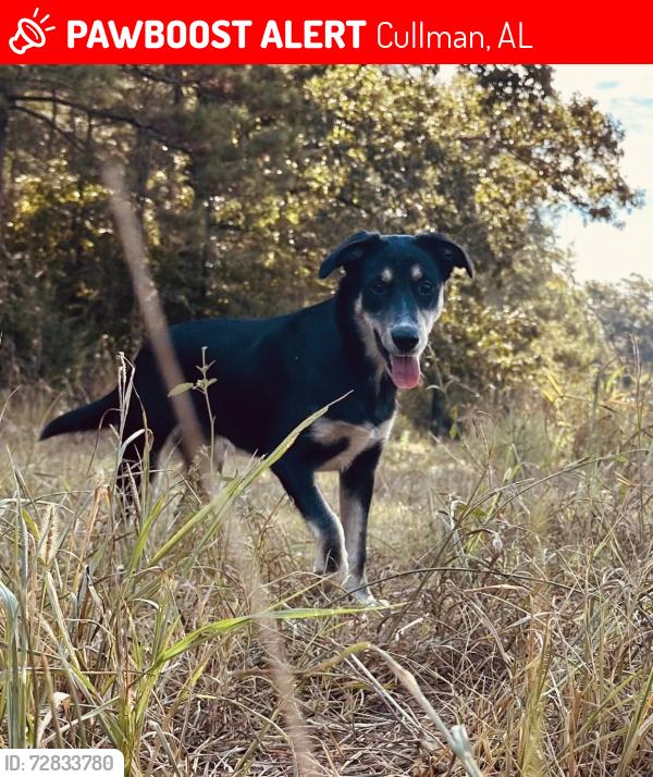 Lost Female Dog last seen Bidops, Cullman, AL 35057