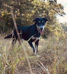 Lost Female Dog last seen Bidops, Cullman, AL 35057