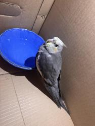 Found/Stray Unknown Bird last seen Haven at Research Triangle Park , Durham, NC 27703