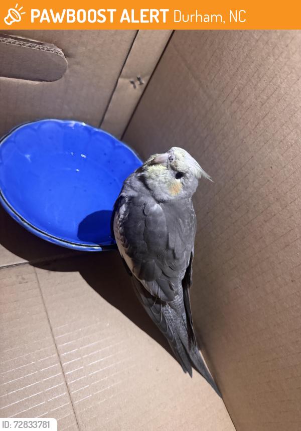 Found/Stray Unknown Bird last seen Haven at Research Triangle Park , Durham, NC 27703