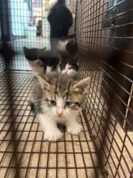 Shelter Stray Male Cat last seen Bexar County, New Braunfels, TX 78130