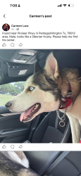 Found/Stray Male Dog last seen Pioneer pkwy, Dalworthington Gardens, TX 76013