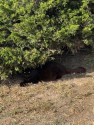 Found/Stray Unknown Cat last seen In the bushes next to Western Towing entrance., Chula Vista, CA 91911