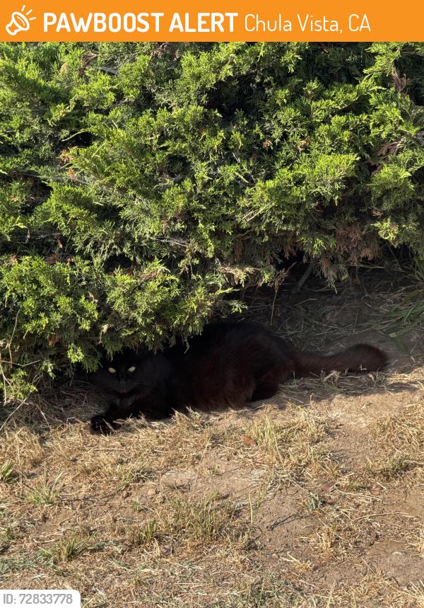 Found/Stray Unknown Cat last seen In the bushes next to Western Towing entrance., Chula Vista, CA 91911