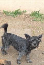 Lost Female Dog last seen Miramonte elementary schmidt rd , South El Monte, CA 91733