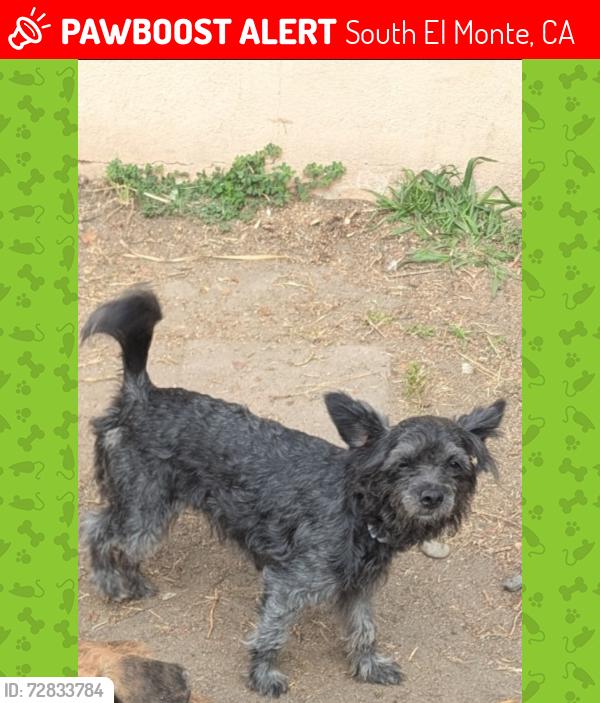 Lost Female Dog last seen Miramonte elementary schmidt rd , South El Monte, CA 91733