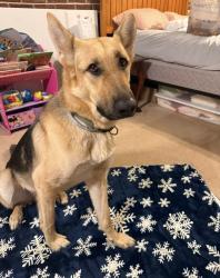 Lost Male Dog last seen Riverside grill, park hills, mo, Park Hills, MO 63601