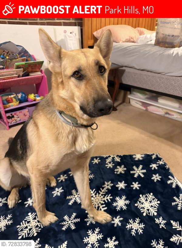 Lost Male Dog last seen Riverside grill, park hills, mo, Park Hills, MO 63601