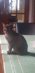 Lost Male Cat last seen Crucero Abedul, Mission Viejo, CA 92691