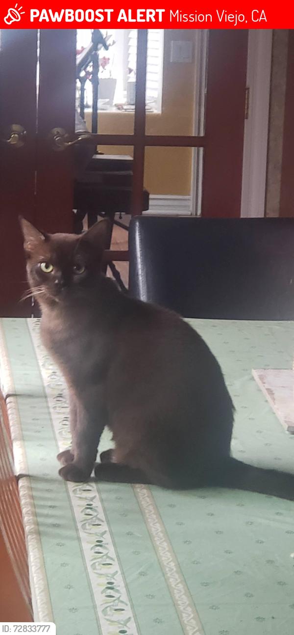 Lost Male Cat last seen Crucero Abedul, Mission Viejo, CA 92691