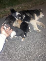 Found/Stray Unknown Dog last seen Hilltop Cir Ext Sw, Mableton, GA 30126