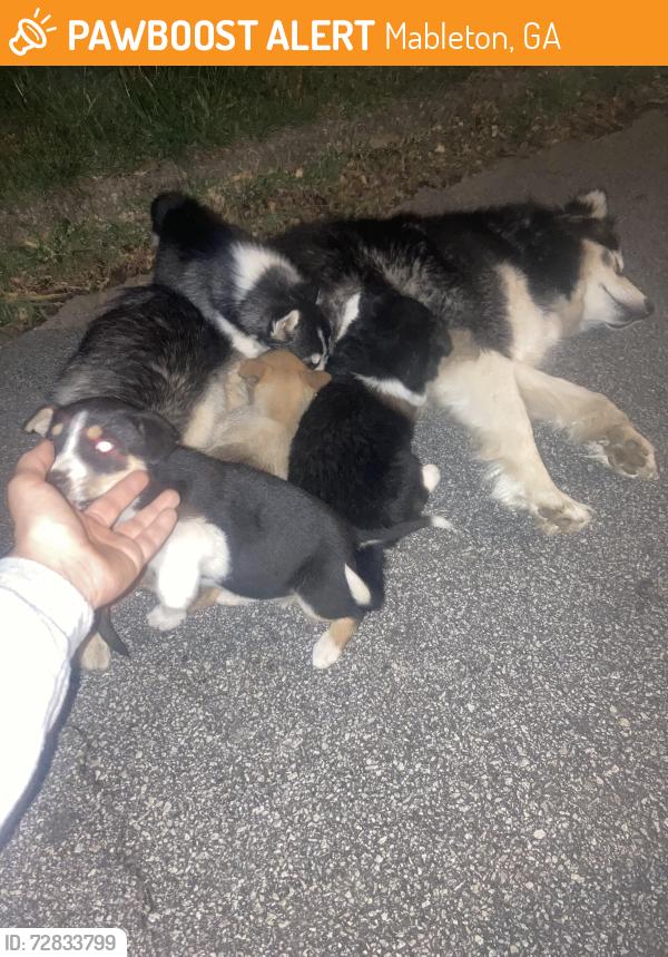 Found/Stray Unknown Dog last seen Hilltop Cir Ext Sw, Mableton, GA 30126
