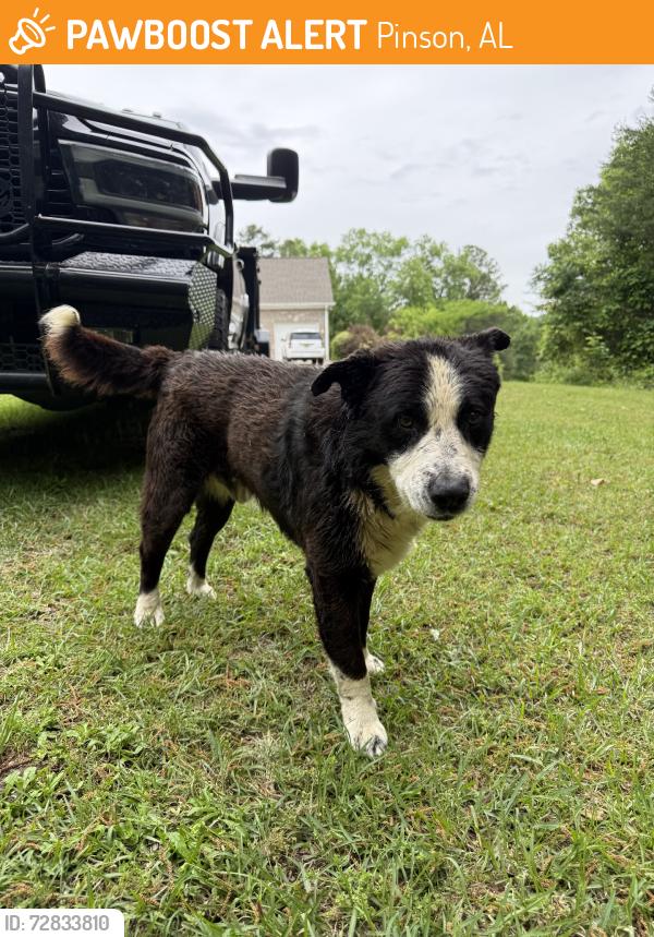 Found/Stray Male Dog last seen Woodhaven Lakes, Pinson, AL 35126