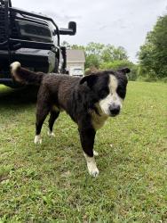 Found/Stray Male Dog last seen Woodhaven Lakes, Pinson, AL 35126