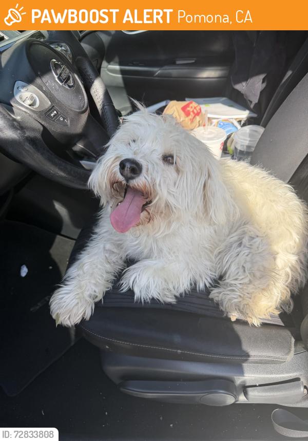 Found/Stray Female Dog last seen Sheridan & Lincoln POMONA CA, Pomona, CA 91767
