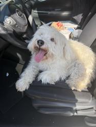 Found/Stray Female Dog last seen Sheridan & Lincoln POMONA CA, Pomona, CA 91767