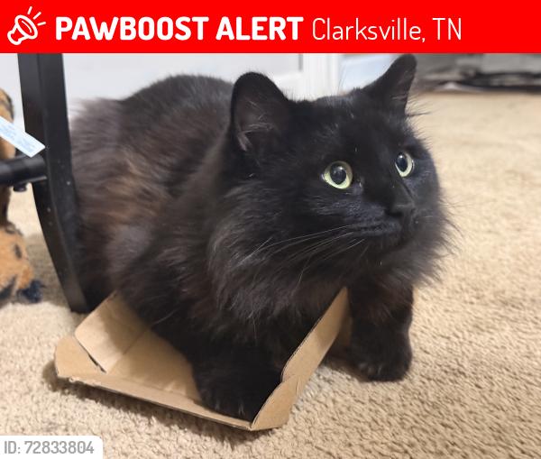 Lost Male Cat last seen Rossview Rd / Old Russellville Rd, Clarksville, TN 37043