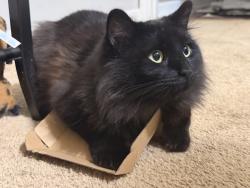 Lost Male Cat last seen Rossview Rd / Old Russellville Rd, Clarksville, TN 37043