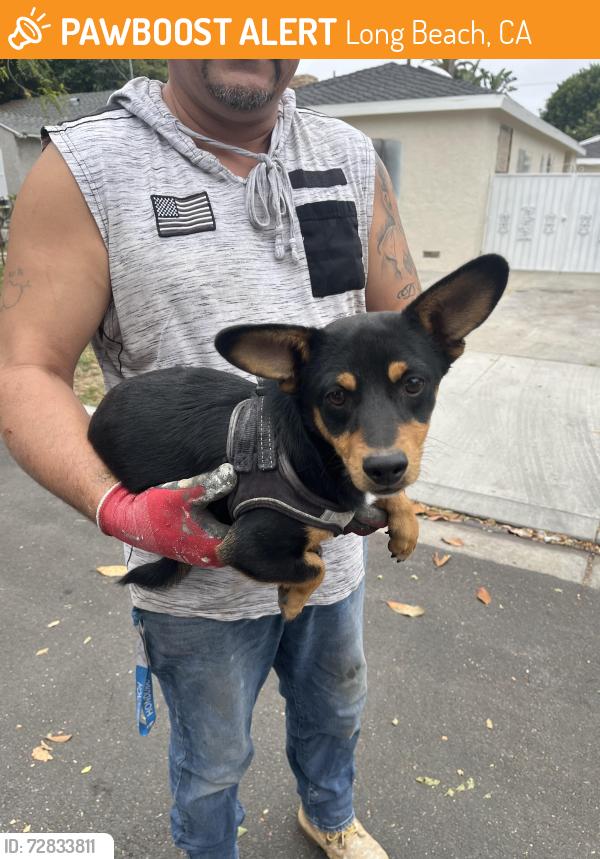 Found/Stray Male Dog last seen 21st and Fashion Ave, Long Beach, CA 90810