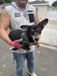 Found/Stray Male Dog last seen 21st and Fashion Ave, Long Beach, CA 90810