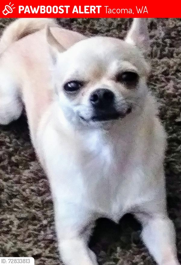 Lost Female Dog last seen Pacific ave, Tacoma, WA 98418