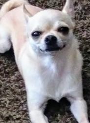 Lost Female Dog last seen Pacific ave, Tacoma, WA 98418
