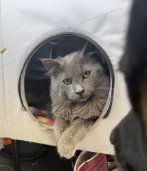 Reunited Male Cat last seen Near S. Adams St, Taylors, SC 29687, Taylors, SC 29687