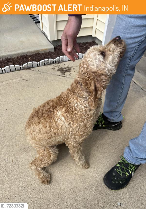 Found/Stray Male Dog last seen 56th and raceway, Indianapolis, IN 46234