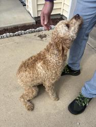 Found/Stray Male Dog last seen 56th and raceway, Indianapolis, IN 46234