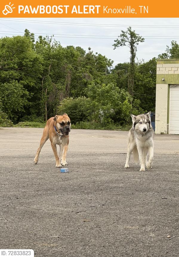 Found/Stray Female Dog last seen Office Depot North Broadway, Knoxville, TN 37917