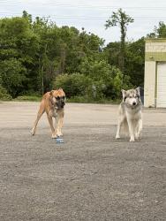 Found/Stray Female Dog last seen Office Depot North Broadway, Knoxville, TN 37917