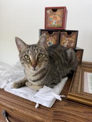 Reunited Male Cat last seen Near Gate Pkwy, Jacksonville, FL 32256