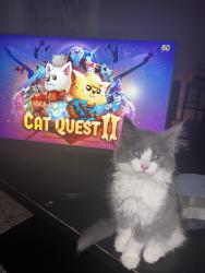 Lost Female Cat last seen Oakdale , Grand Rapids, MI 49507