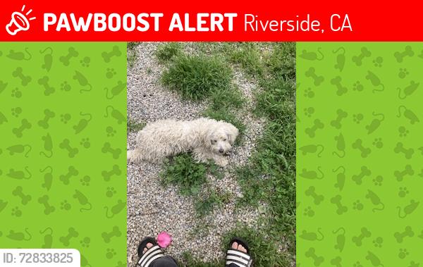 Lost Female Dog last seen Hughes alley, Omar st, Riverside, CA 92503