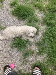 Lost Female Dog last seen Hughes alley, Omar st, Riverside, CA 92503