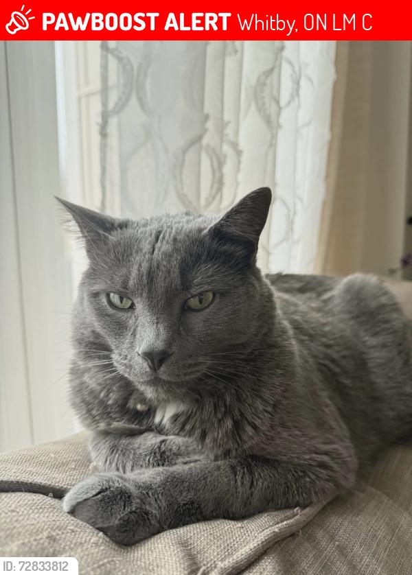 Lost Male Cat last seen Thikson and Columbus , Whitby, ON L1M 0C7