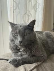 Lost Male Cat last seen Thikson and Columbus , Whitby, ON L1M 0C7